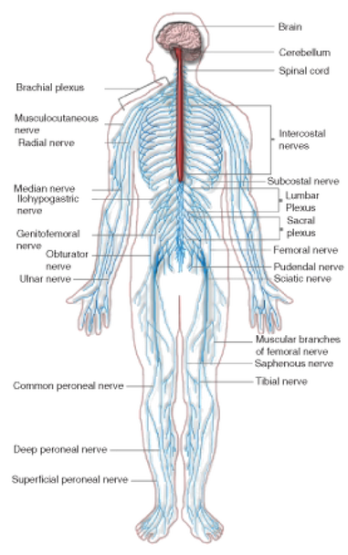 The Nervous System - Learn Your Systems.